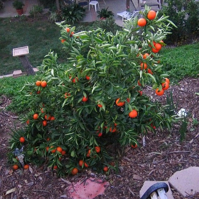 Tangerine Pack