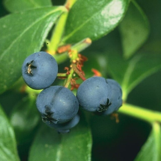 Wild Blueberry