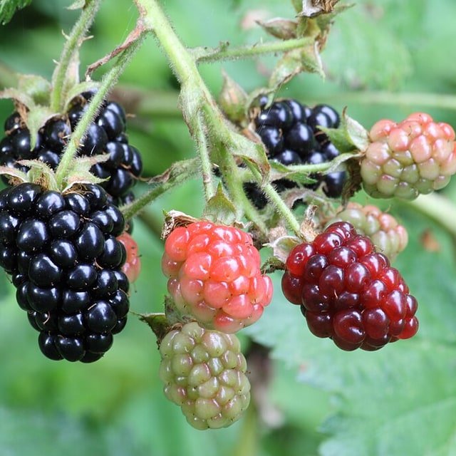Thornless Blackberry