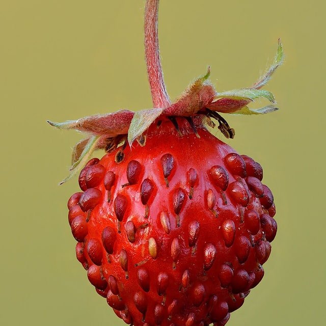Albion Strawberry