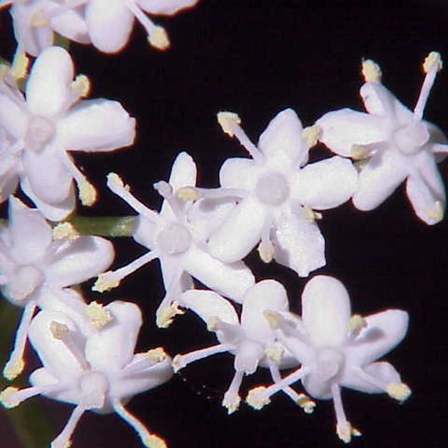 Elderberry Cluster