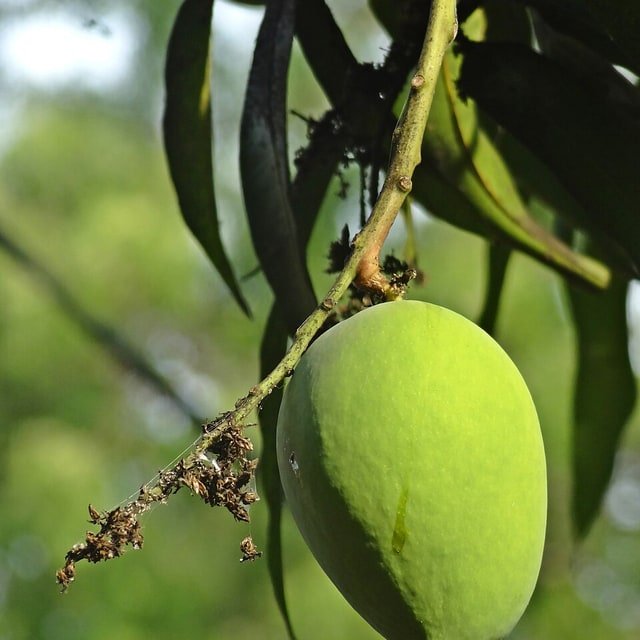 Haden Mango