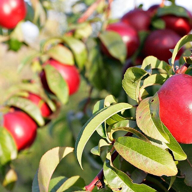 Yellow Nectarine