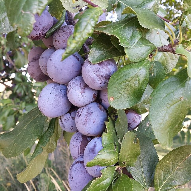 Red Plum