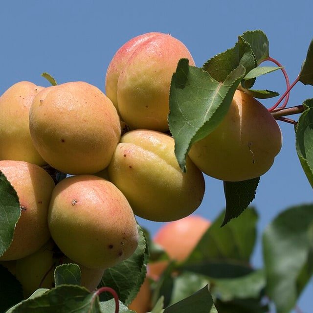 Blenheim Apricot