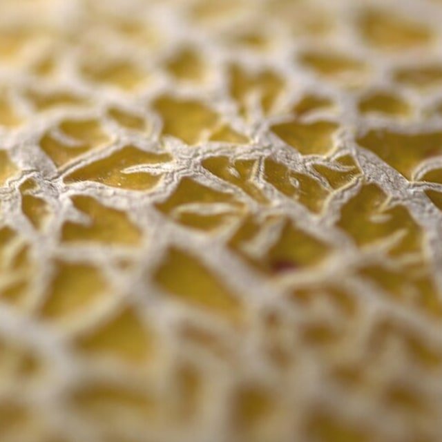 Galia Melon