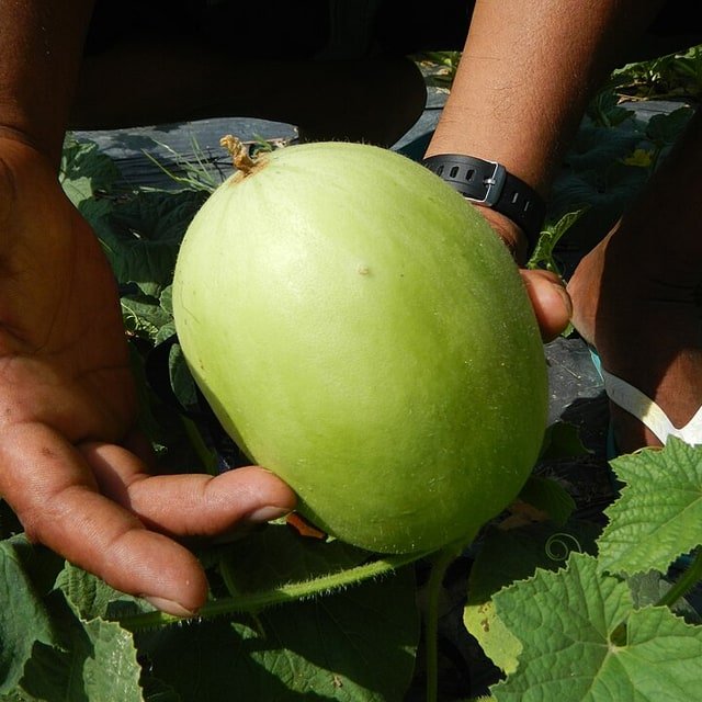 Crenshaw Melon