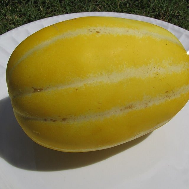 Korean Melon