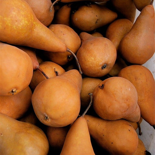 Bosc Pear