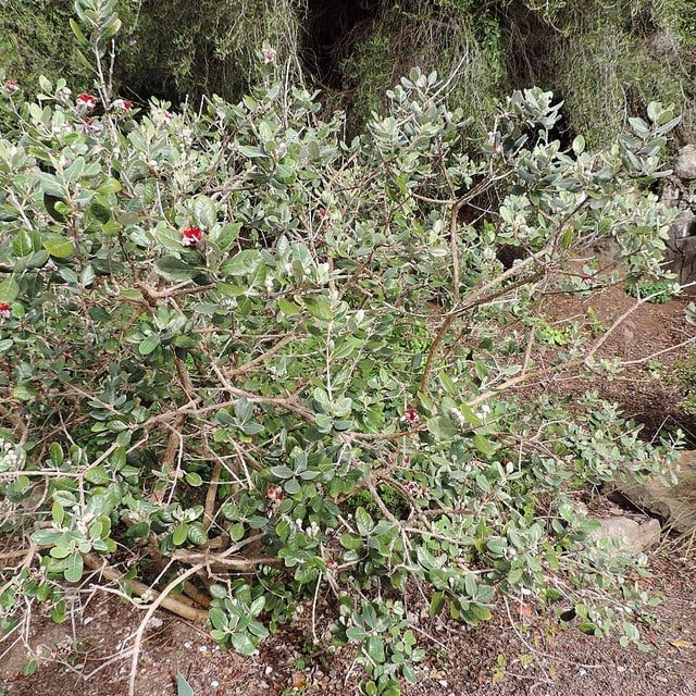 Fresh Feijoa