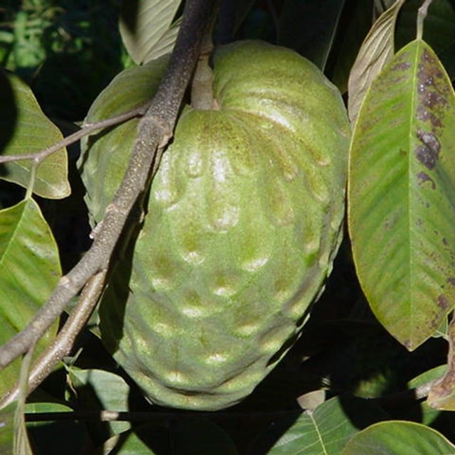 Green Cherimoya