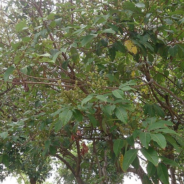 Red Rambutan