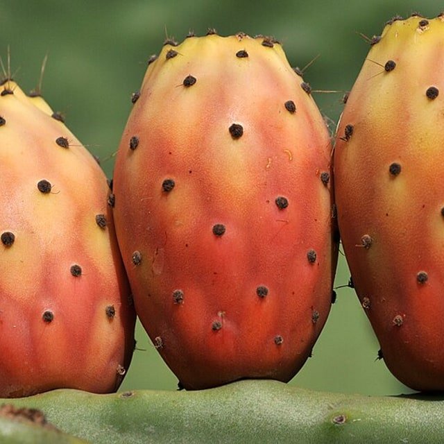 Green Prickly Pear
